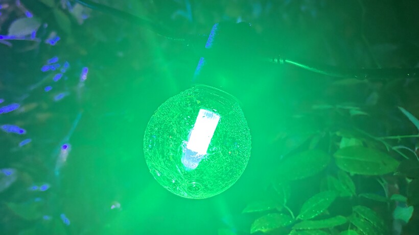 Análisis Luces Philips Hue 13 Luces de Exterior Philips Hue Festavia Globe emitiendo una luz verde.