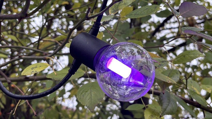 Análisis Luces Philips Hue 19 Luces de Exterior Philips Hue Festavia Globe emitiendo una luz púrpura en un árbol.